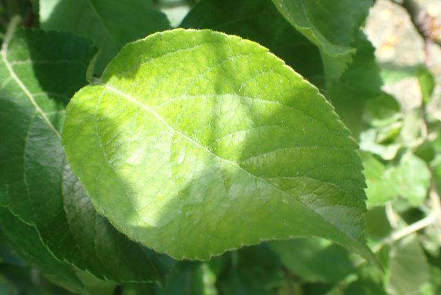Close-up of a green leaf