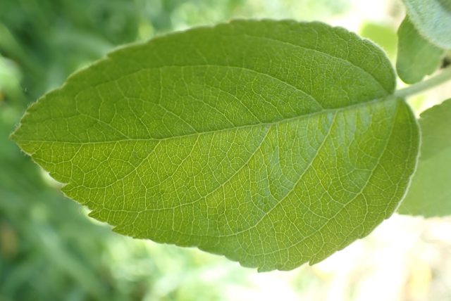 Healthy leaf