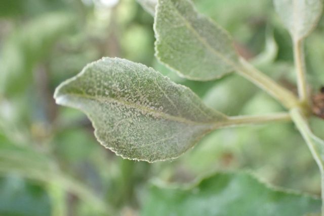 Powdery mildew leaf sample