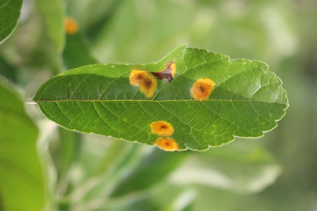 Rust leaf sample