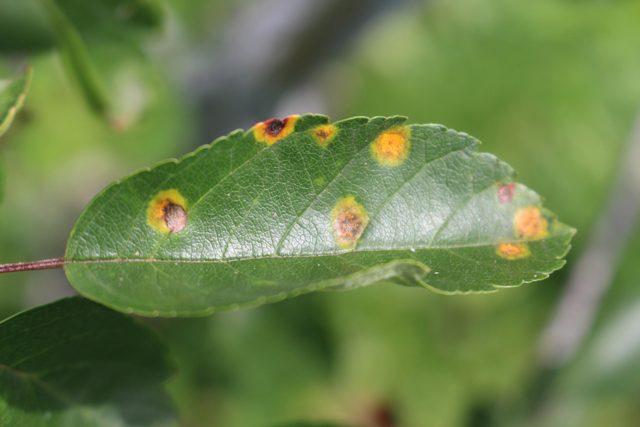 Leaf with rust
